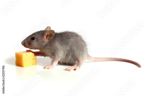 small mouse and cheese