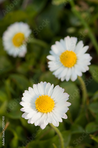 Field flowers