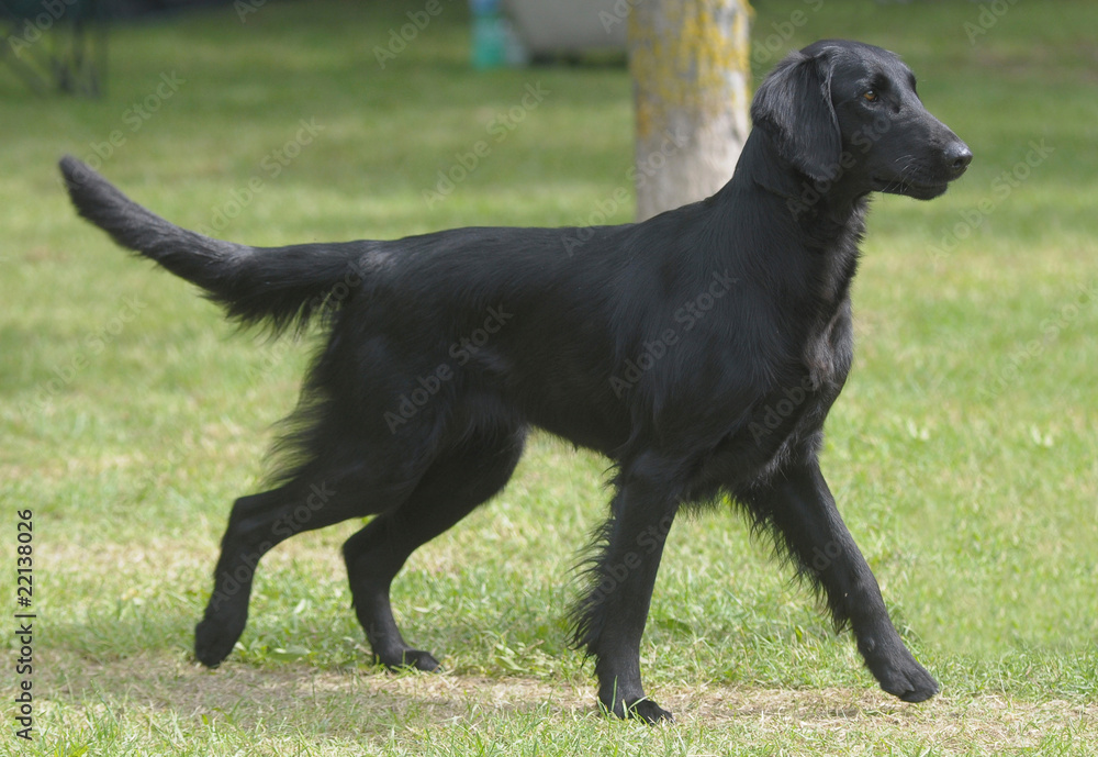 FLAT COATED RETRIEVER