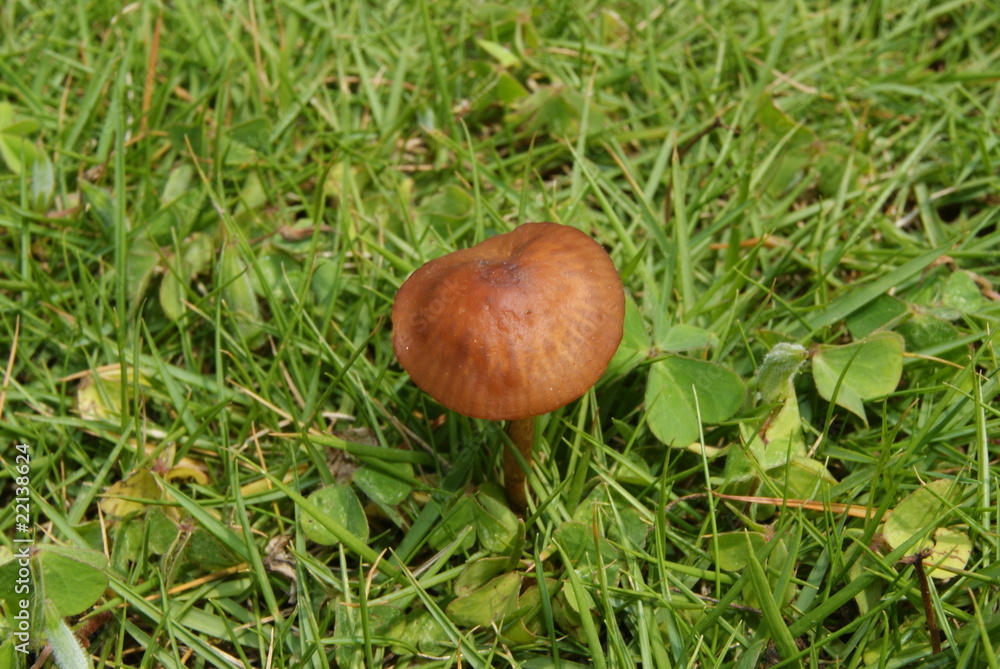 Mushrooms Mushrooms