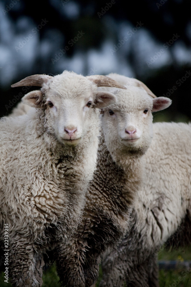 curious sheep