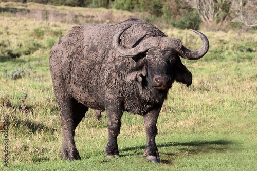 Muddy African Buffalo