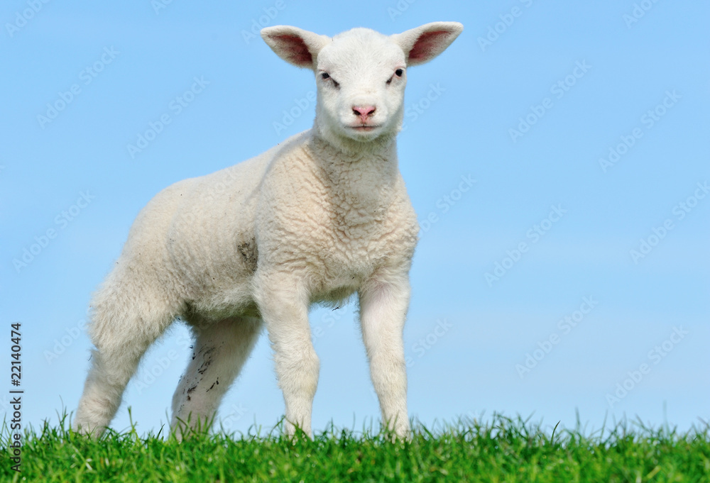 Cute lamb in spring