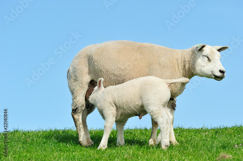 Mother sheep and her lamb drinking milk in spring