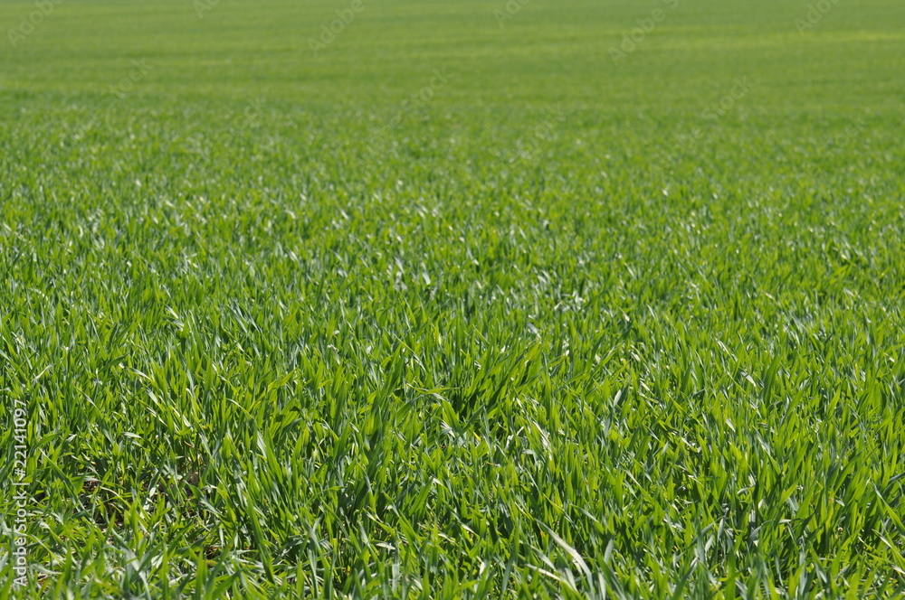 Feld Feld