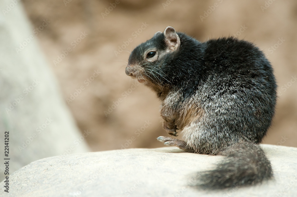 cute Rock squirrel (Spermophilus variegatus) cute Rock squirrel (Spermophilus variegatus)