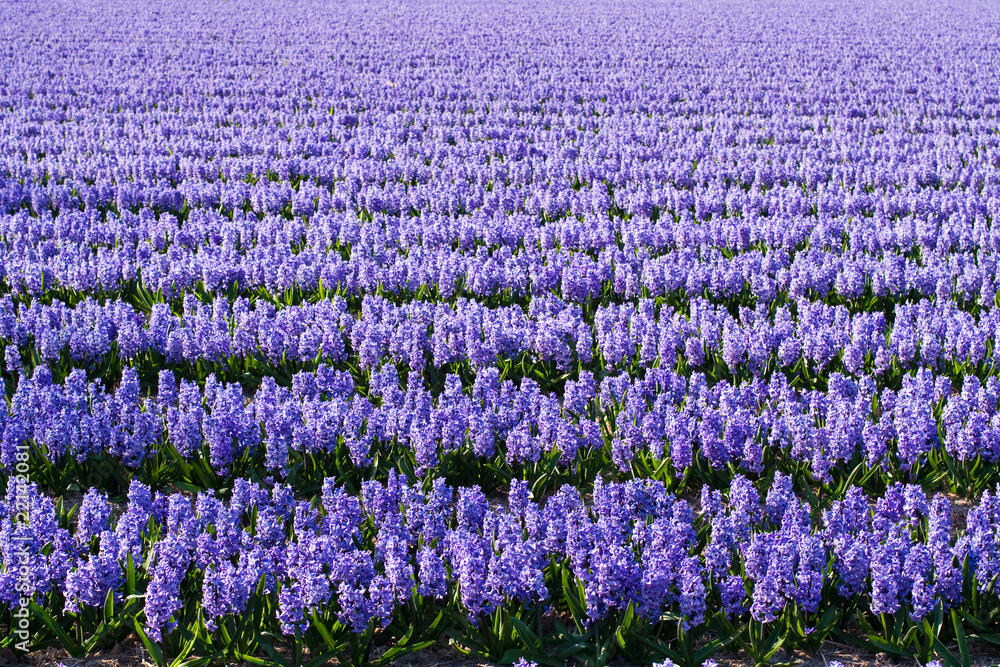 Obraz premium Field of violet flowers - Hyacint