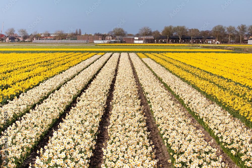 Field of white and yellow flowers