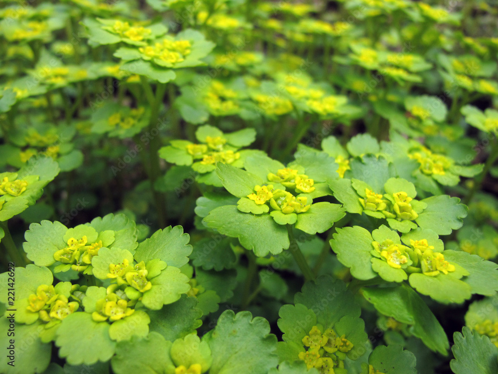 Milzkraut - golden saxifrage - Chrysosplenium Milzkraut - golden saxifrage - Chrysosplenium