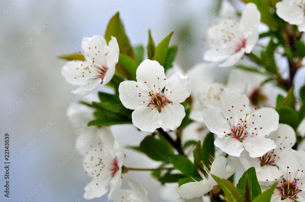 Plum flower Plum flower