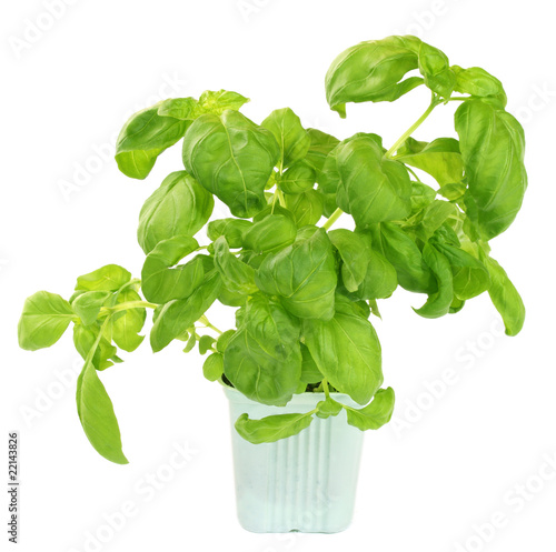 Fresh green basil plant