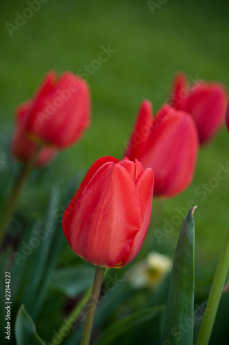 Red tulips
