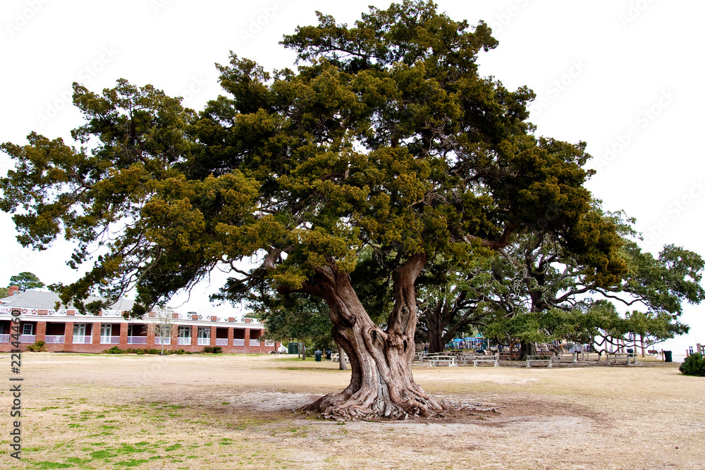 Fototapeta premium Colorful Old Oak Tree on a White Sky
