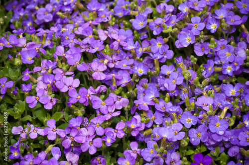 Violet flowers