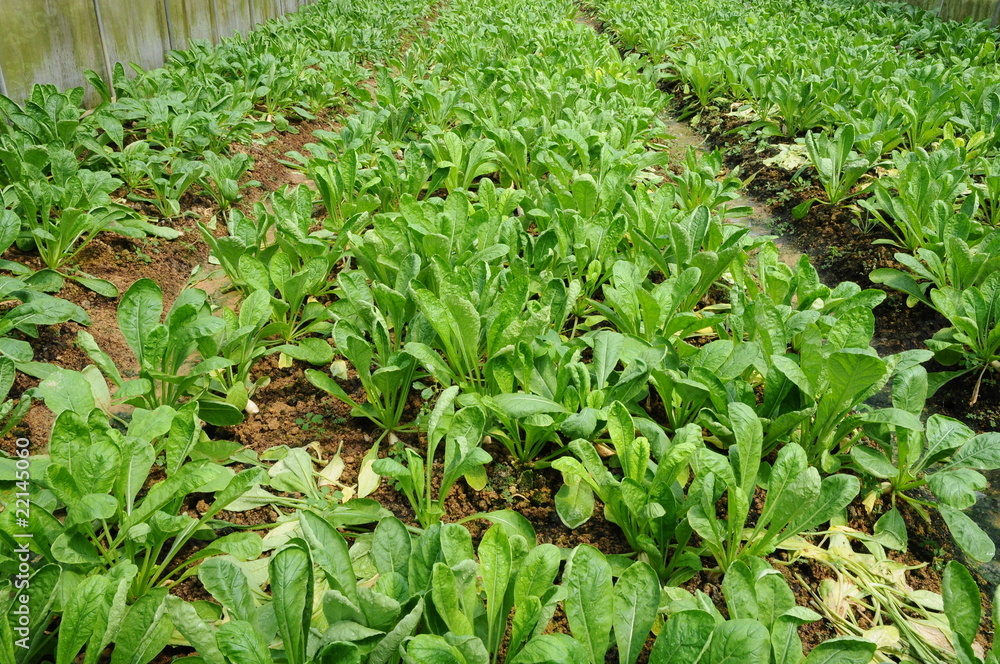 Vegetables Growing In A Farm Vegetables Growing In A Farm