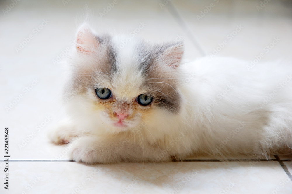 close up of persian baby cat