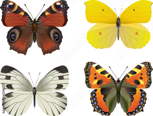 Set of  vector realistic butterfly