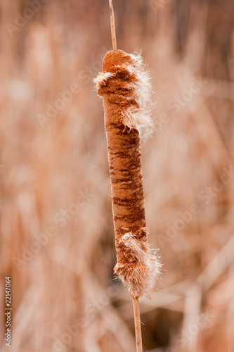 Cattail in Late Winter photo