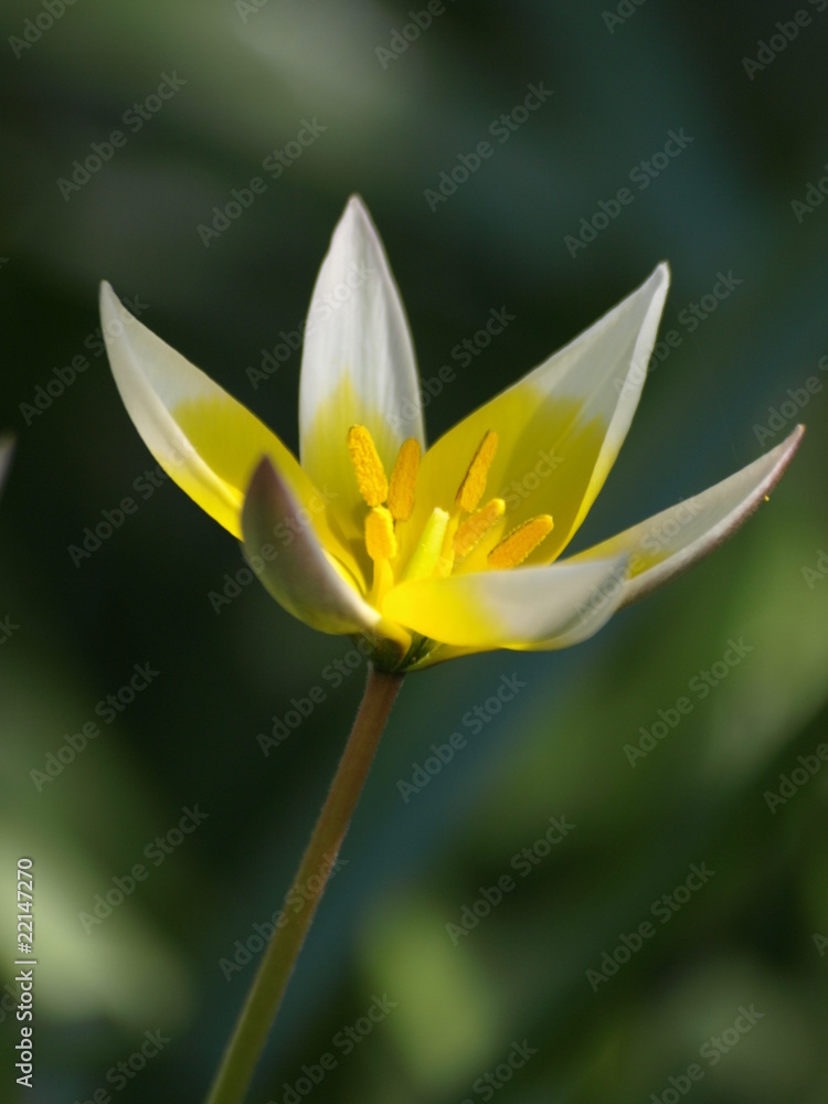 Fototapeta premium gwiazdka- wiosną