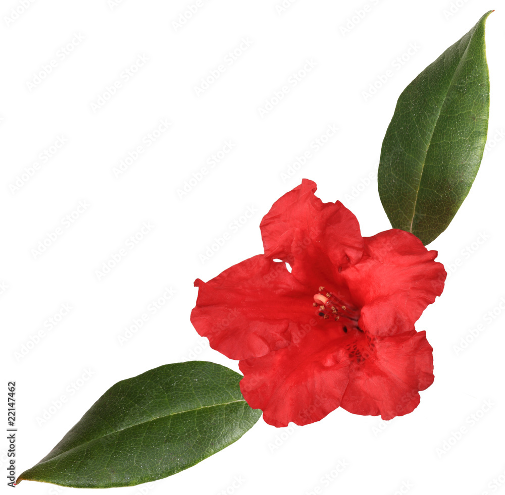 Red rhododendron Red rhododendron