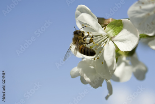 sour cherry flower and bee