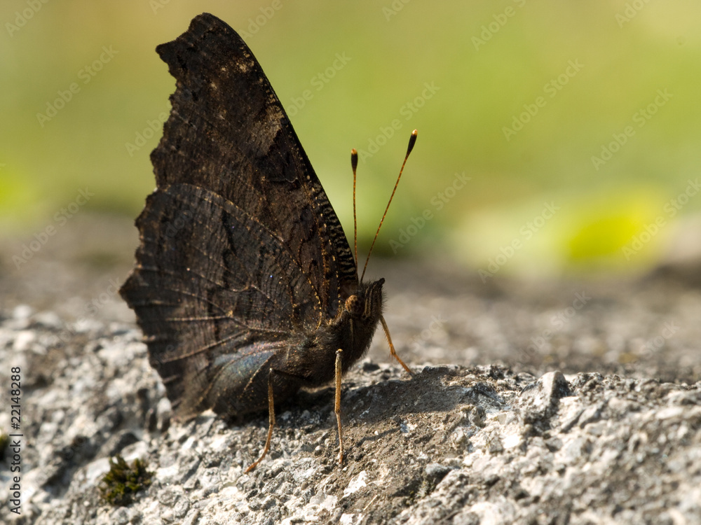 Fototapeta premium Schmetterling