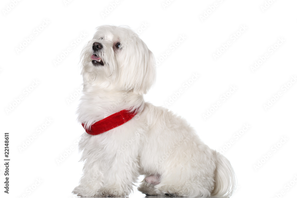 Bichon puppy Bichon puppy