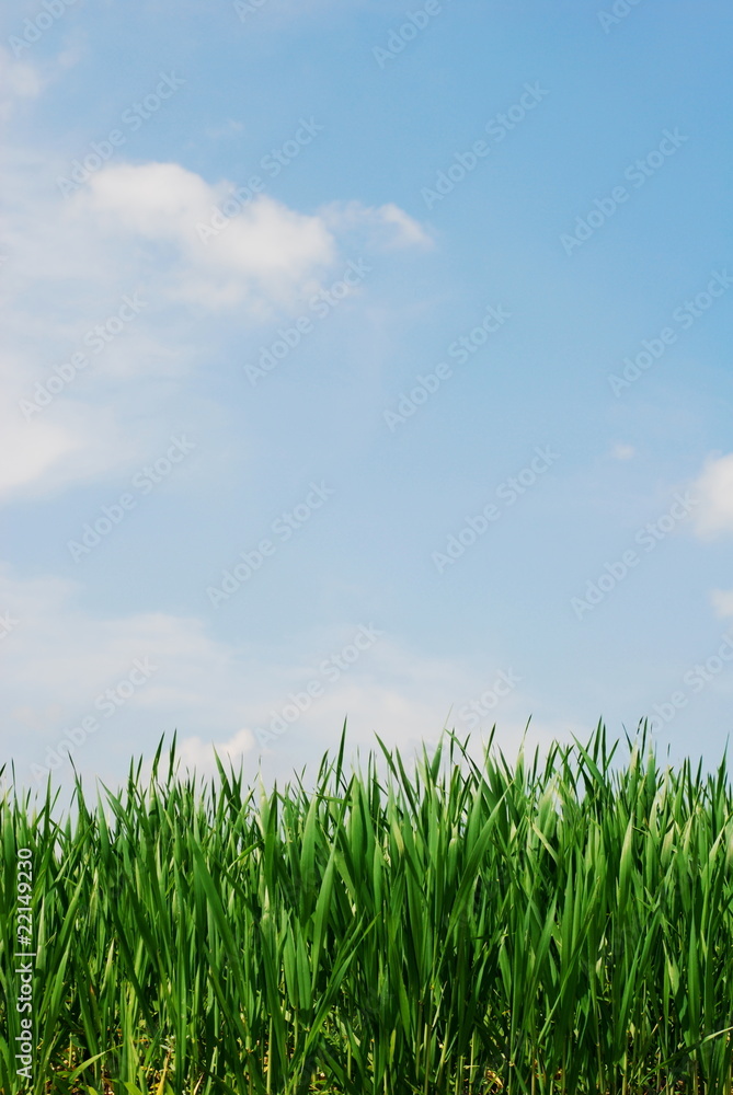 Green grass stems