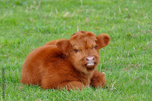 cute calf of highland cattle