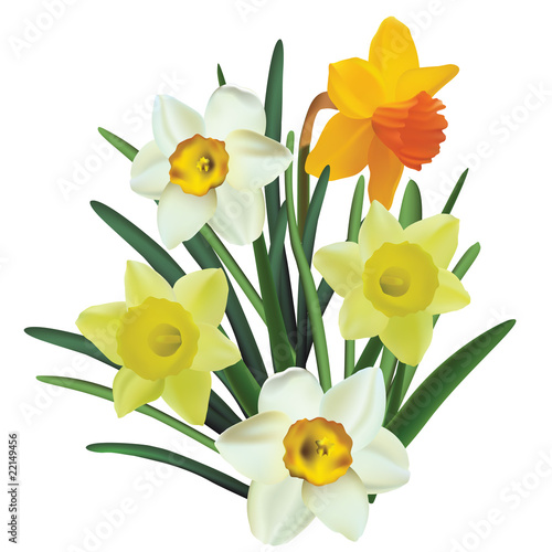 narcissus