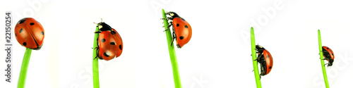 Collection of ladybugs, studio photos on white background
