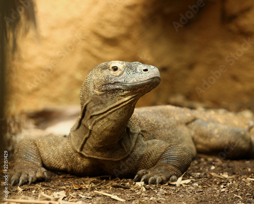 Portrait of a Komodo Dragon