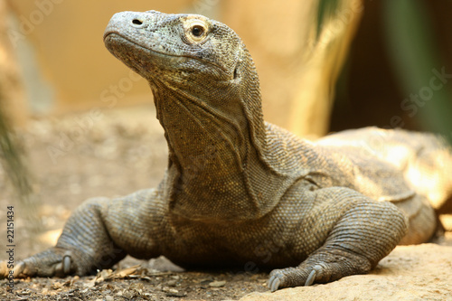 Portrait of a Komodo Dragon