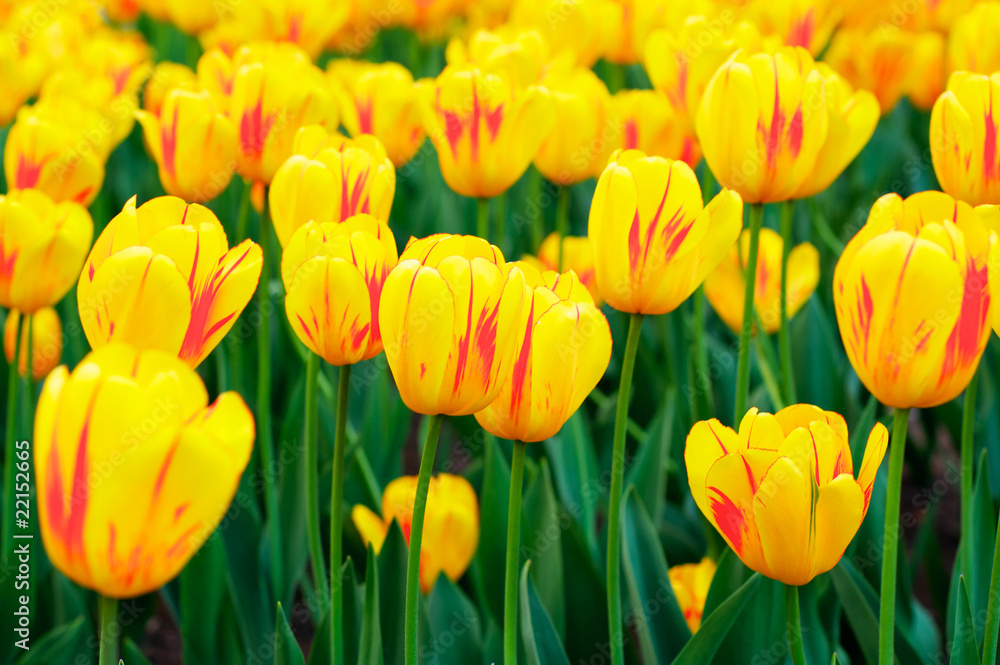 Obraz premium Spring yellow tulips
