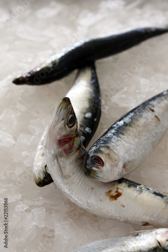 sardines sur glace photo