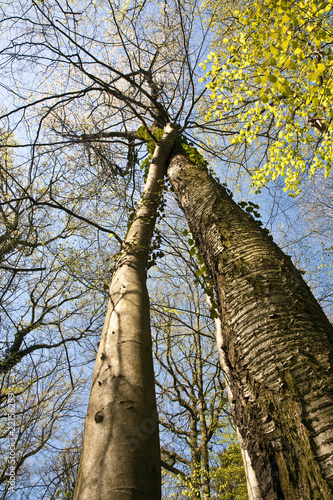 crown of trees in beautiful light photo