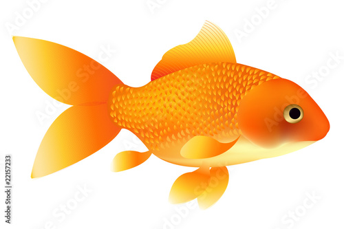 Goldfish