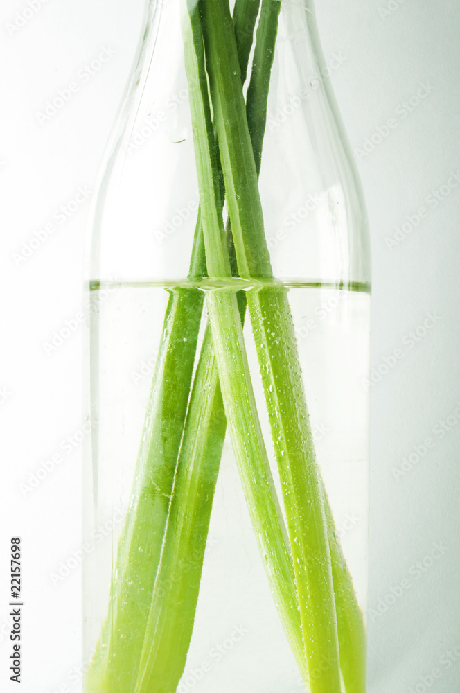 fresh green stems of daffodil in water fresh green stems of daffodil in water