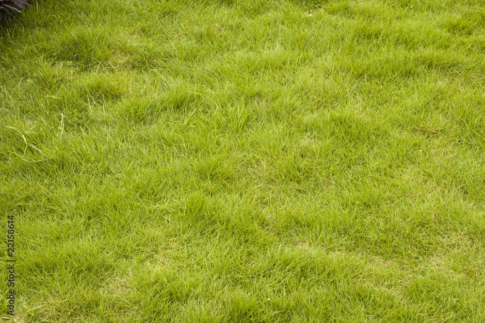 green grass background green grass background