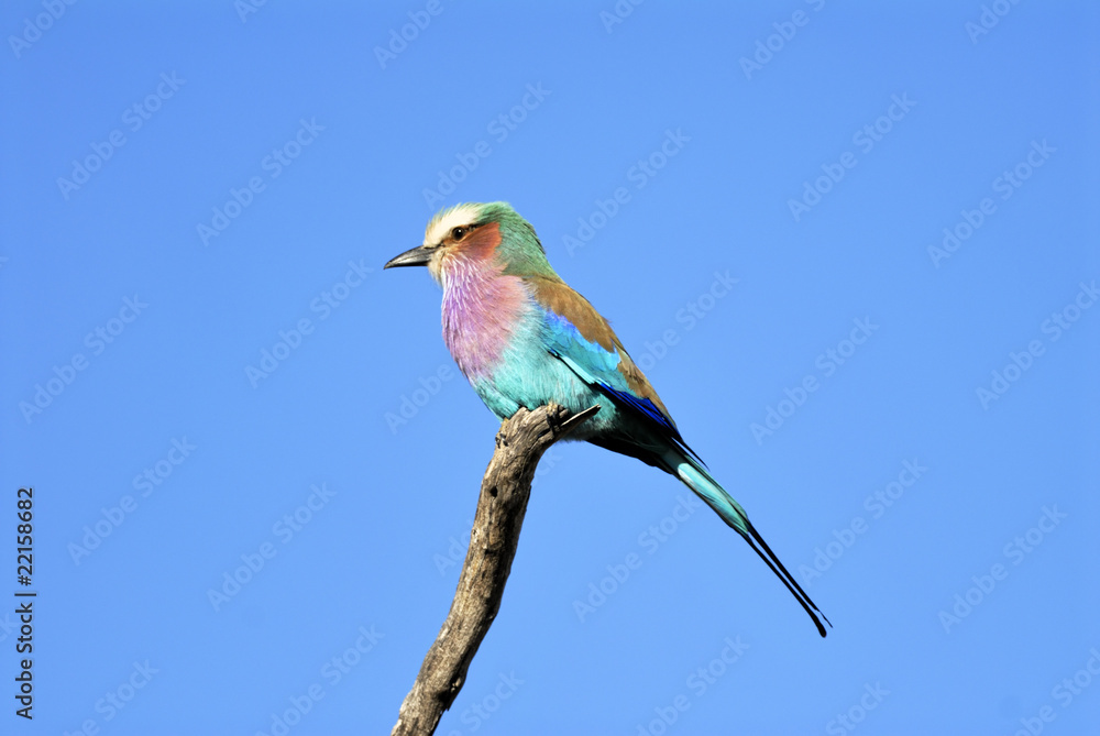 Fototapeta premium Lilacbreasted Roller