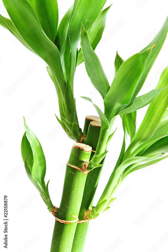 Obraz premium The bamboo plant