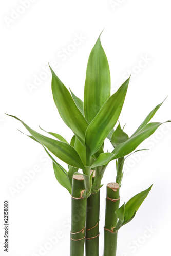 The bamboo plant
