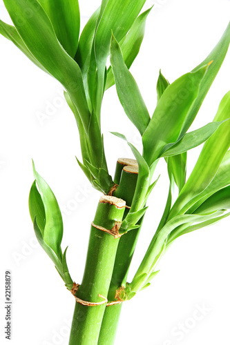 The bamboo plant