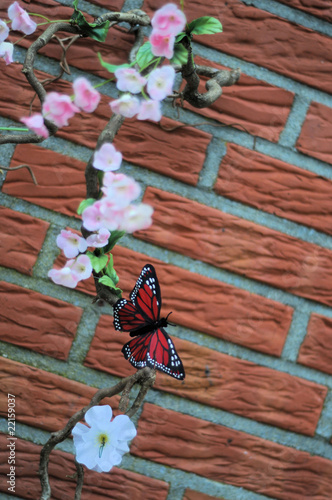 Schmetterling an Blume photo