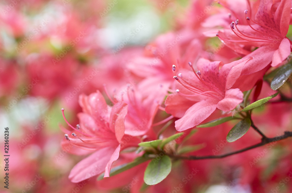 Obraz premium ヤマツツジの花