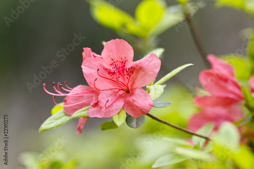 ヤマツツジの花