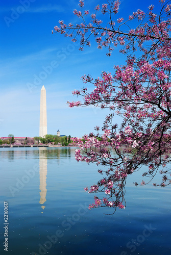 cherry blossom festival in Washington DC