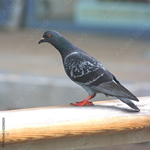 Pigeon