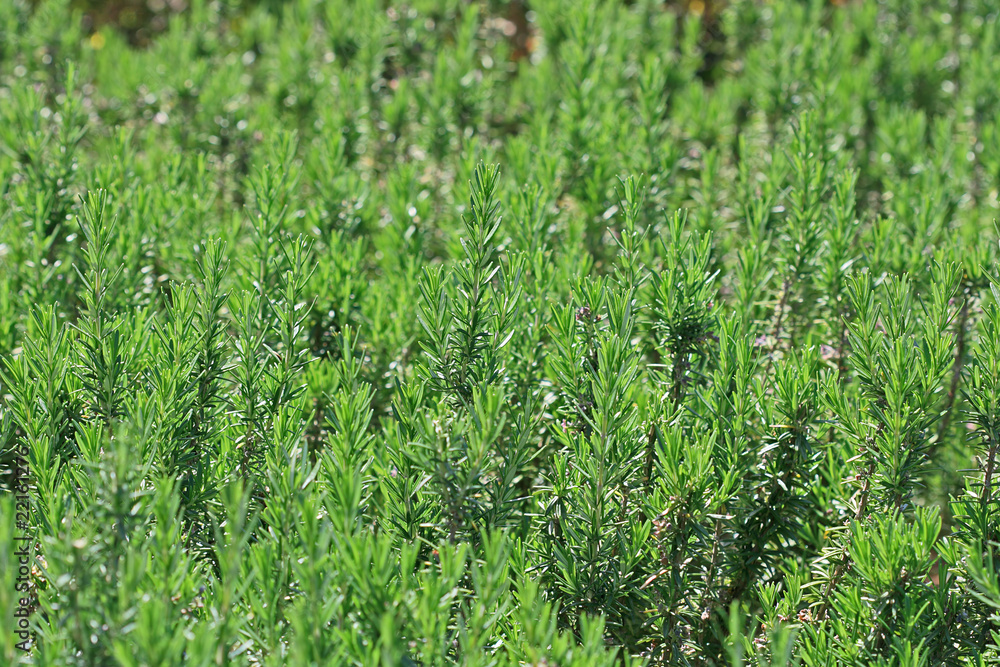 Green grass Green grass