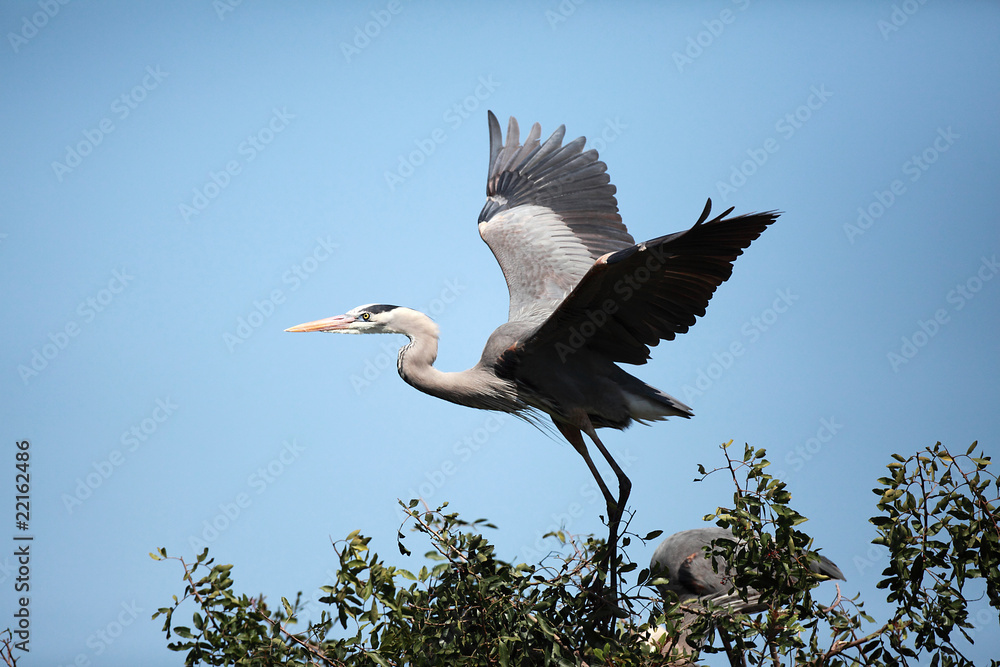 Obraz premium Great Blue Heron Taking Off